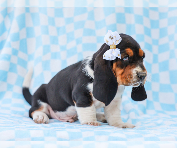 Medium Photo #2 Basset Hound Puppy For Sale in LIBERTY, KY, USA