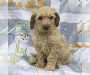 Goldendoodle Litter for sale in ELLISGROVE, IL, USA