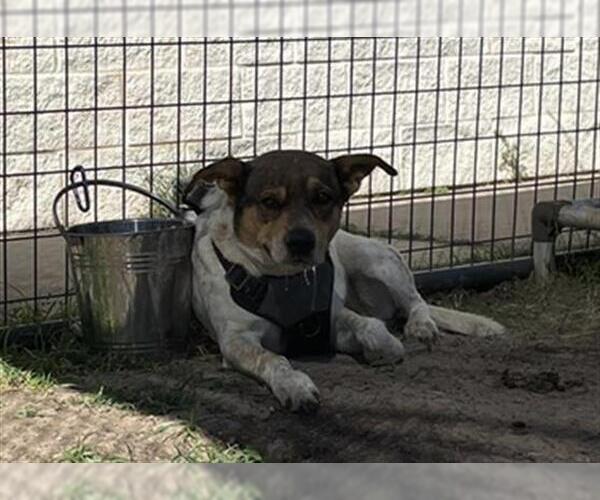 Medium Photo #1 Mutt Puppy For Sale in Waco, TX, USA