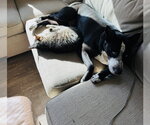 Small Photo #4 Australian Shepherd-Unknown Mix Puppy For Sale in Princeton, MN, USA