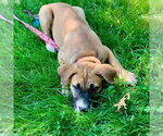 Small #10 Mutt
