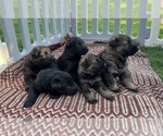 Small Photo #5 German Shepherd Dog Puppy For Sale in DECATUR, TX, USA
