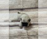 Small Photo #4 Pug Puppy For Sale in BRIDGEPORT, CT, USA