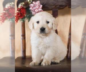 Golden Retriever Puppy for sale in SAINT PAUL, MN, USA