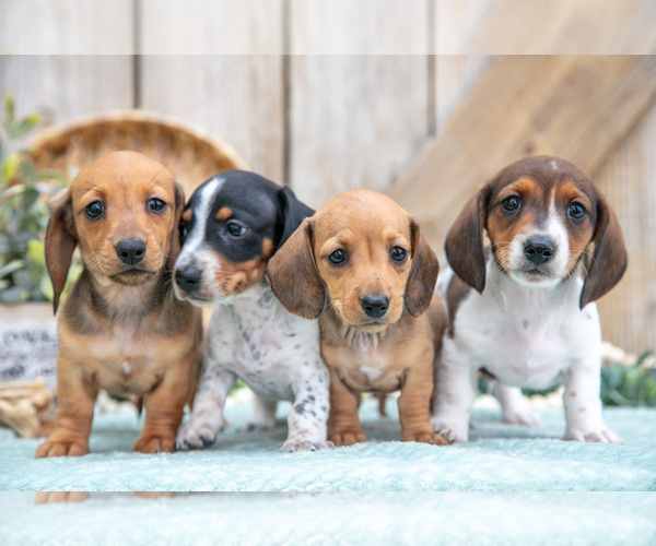 Medium Photo #1 Dachshund Puppy For Sale in GREENWICH, OH, USA