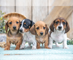 Dachshund Litter for sale in GREENWICH, OH, USA