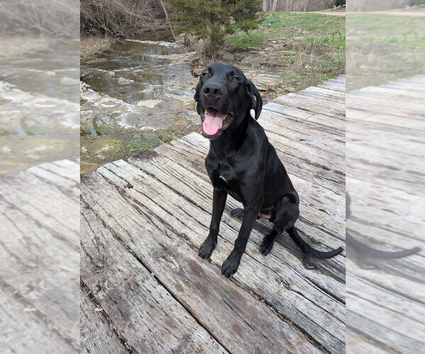 Medium Photo #11 Great Dane-Labrador Retriever Mix Puppy For Sale in Vail, AZ, USA