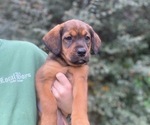 Puppy Puppy 2 Belgian Malinois-English Springer Spaniel Mix