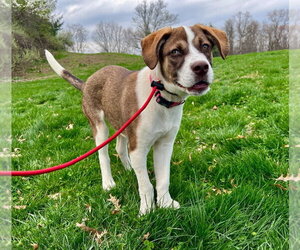 Mutt Dogs for adoption in Lawrenceville, NJ, USA