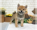 Small Photo #5 Shiba Inu Puppy For Sale in SACRAMENTO, CA, USA