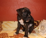 Small Photo #2 Boxer Puppy For Sale in OSHKOSH, WI, USA