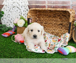 Small #5 Golden Retriever