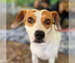 Small #7 Beagle Mix