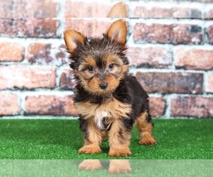 Yorkshire Terrier Puppy for sale in BEL AIR, MD, USA