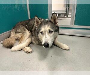 Siberian Husky Dogs for adoption in Oklahoma City, OK, USA