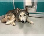Small Siberian Husky