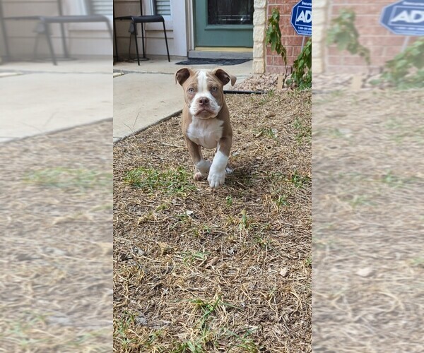Medium Photo #3 Olde English Bulldogge Puppy For Sale in AUSTIN, TX, USA