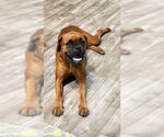 Small #2 Boxer