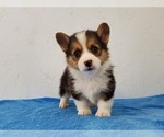 Small #3 Pembroke Welsh Corgi