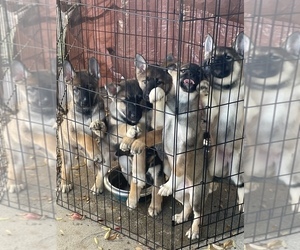 German Shepherd Dog-Siberian Husky Mix Puppy for sale in CAMARILLO, CA, USA