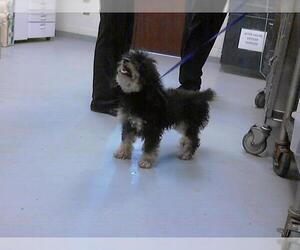 Poodle (Miniature)-Unknown Mix Dogs for adoption in Fayetteville, NC, USA