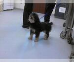 Small Poodle (Miniature) Mix