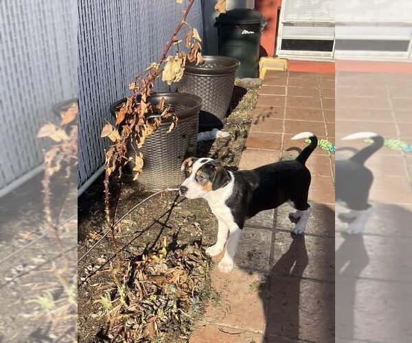 Medium Photo #24 Jack Russell Terrier-Unknown Mix Puppy For Sale in New York, NY, USA