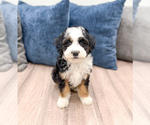 Puppy Jessabelle Sheepadoodle