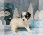 Small Photo #20 Poodle (Toy) Puppy For Sale in CHANUTE, KS, USA