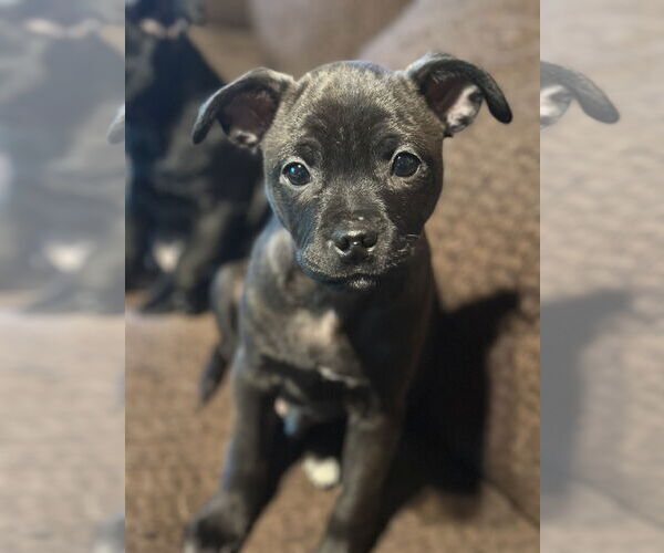 Medium Photo #7 Boxerhuahua Puppy For Sale in Fair Oaks, CA, USA