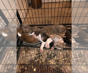 American Bully Dogs for adoption in NORTH CHICAGO, IL, USA