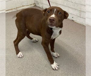 Mutt Dogs for adoption in San Bernardino, CA, USA