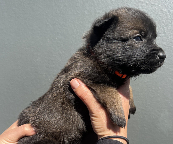 Medium Photo #8 Dutch Shepherd Dog Puppy For Sale in GLENVIEW, IL, USA