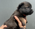 Small Photo #8 Dutch Shepherd Dog Puppy For Sale in GLENVIEW, IL, USA