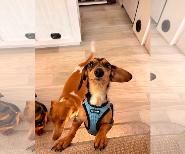 Medium Photo #3 Dachshund Puppy For Sale in Sioux Falls, SD, USA