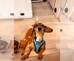 Small #2 Dachshund