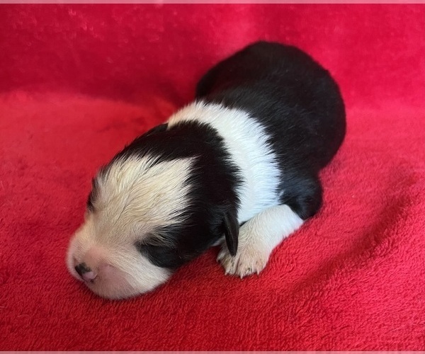 Medium Photo #1 Miniature Australian Shepherd Puppy For Sale in FORT MORGAN, CO, USA