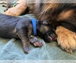 Puppy Blue Collar German Shepherd Dog