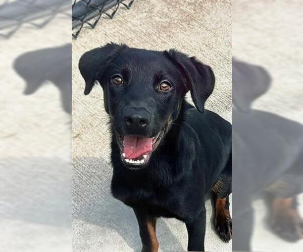 Medium Photo #2 Rottweiler-Unknown Mix Puppy For Sale in Tulsa, OK, USA