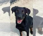 Small #1 Rottweiler Mix