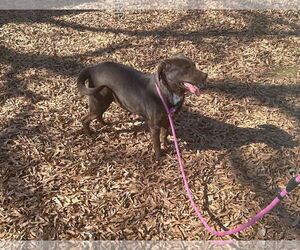 Lilah - Female Feist Terrier-Labrador Retriever Mix Dog for Adoption - Photo #4