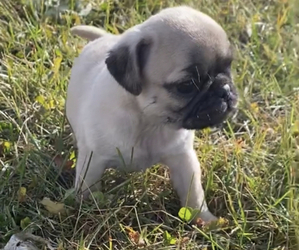 Pug Puppy for sale in NILES, MI, USA