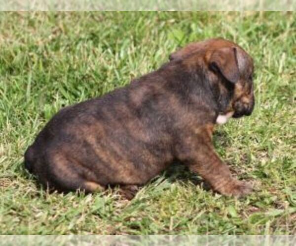 Medium Photo #2 Bulldog Puppy For Sale in MARSHFIELD, MO, USA