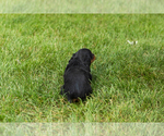 Small #5 Dachshund