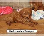 Small #5 Cavapoo