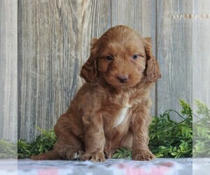 Goldendoodle-Poodle (Miniature) Mix Puppy for sale in HONEY BROOK, PA, USA