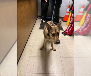 German Shepherd Dog Dogs for adoption in Stockton, CA, USA