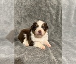 Small #1 Australian Shepherd