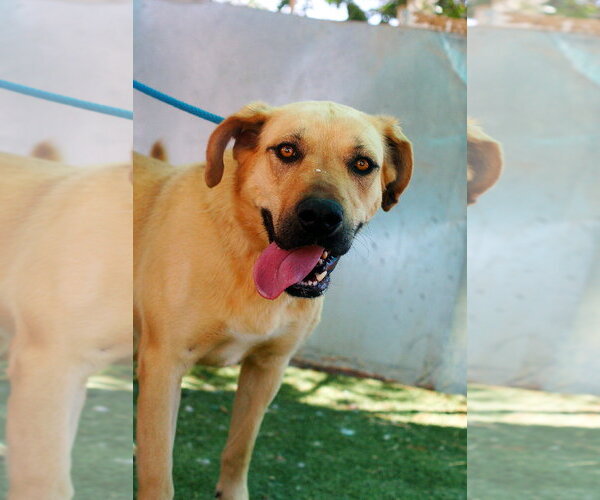 Medium Photo #3 Mutt Puppy For Sale in Apple Valley, CA, USA