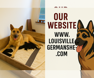 German Shepherd Dog Puppy for sale in COXS CREEK, KY, USA